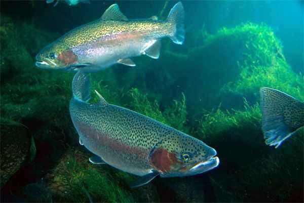 国产虹鳟鱼视频大全,视频大全中的美味与生态