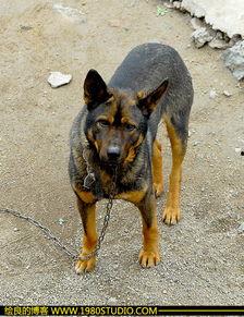 国产虹鳟鱼视频大全,视频大全中的美味与生态