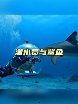 国产鲨鱼视频网站,探索海洋奥秘的数字窗口