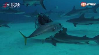 国产鲨鱼视频网站,探索海洋奥秘的数字窗口