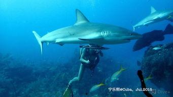 国产鲨鱼视频网站,探索海洋奥秘的数字窗口