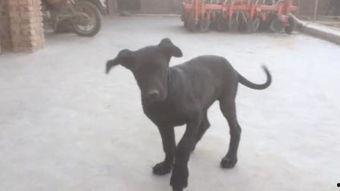 国产狼犬高清视频,高清视频中的英勇瞬间