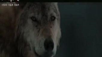 国产狼犬高清视频,高清视频中的英勇瞬间