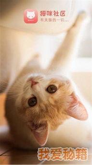 猫咪在线视频播放国产,在线视频展现国产猫咪魅力