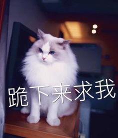 猫咪在线视频播放国产,在线视频展现国产猫咪魅力