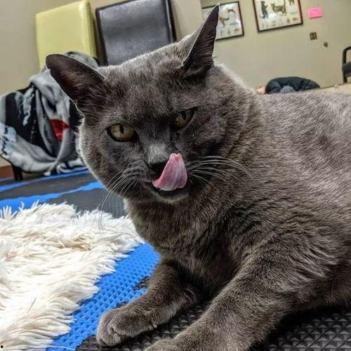 猫咪在线视频播放国产,在线视频展现国产猫咪魅力