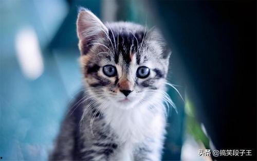 猫咪国产配餐视频大全播放,美味营养，尽享猫咪美食时光