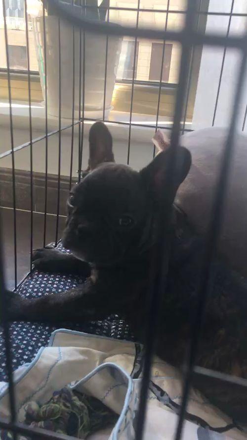 国产虎斑比特视频,探寻中国本土犬种的独特魅力