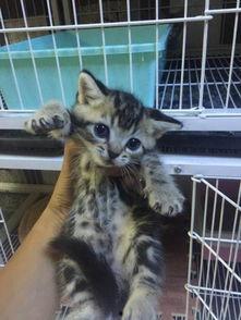 国产虎斑比特视频,探寻中国本土犬种的独特魅力