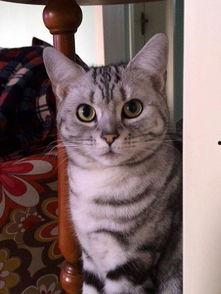 国产虎斑比特视频,探寻中国本土犬种的独特魅力