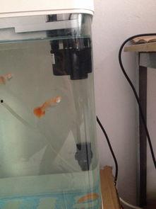 国产鱼缸水泵调试方法视频,国产鱼缸水泵调试方法视频教程详解