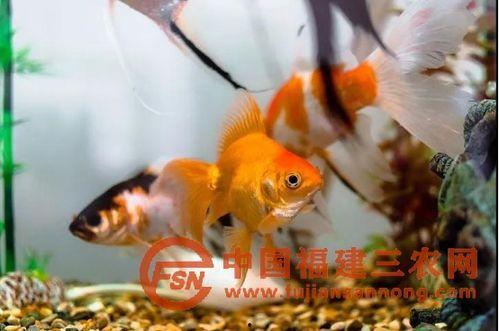 国产金鱼视频,探寻水中精灵的美丽传奇