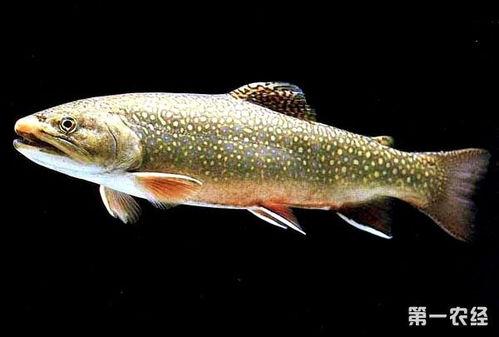 国产鳟鱼养殖视频播放,视频播放带你走进生态养殖世界