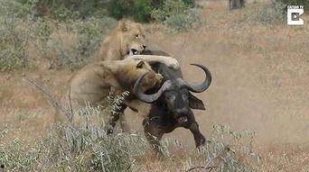 国产馆水牛视频在线观看,独家呈现，精彩纷呈