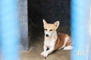 国产流浪狗视频