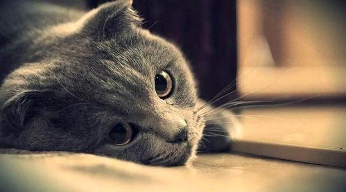 黑科大视频在线观看国产,国产生态下的创新视频盛宴