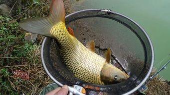 国产小黄轮钓鳜鱼视频,体验传统钓技与现代装备的完美结合